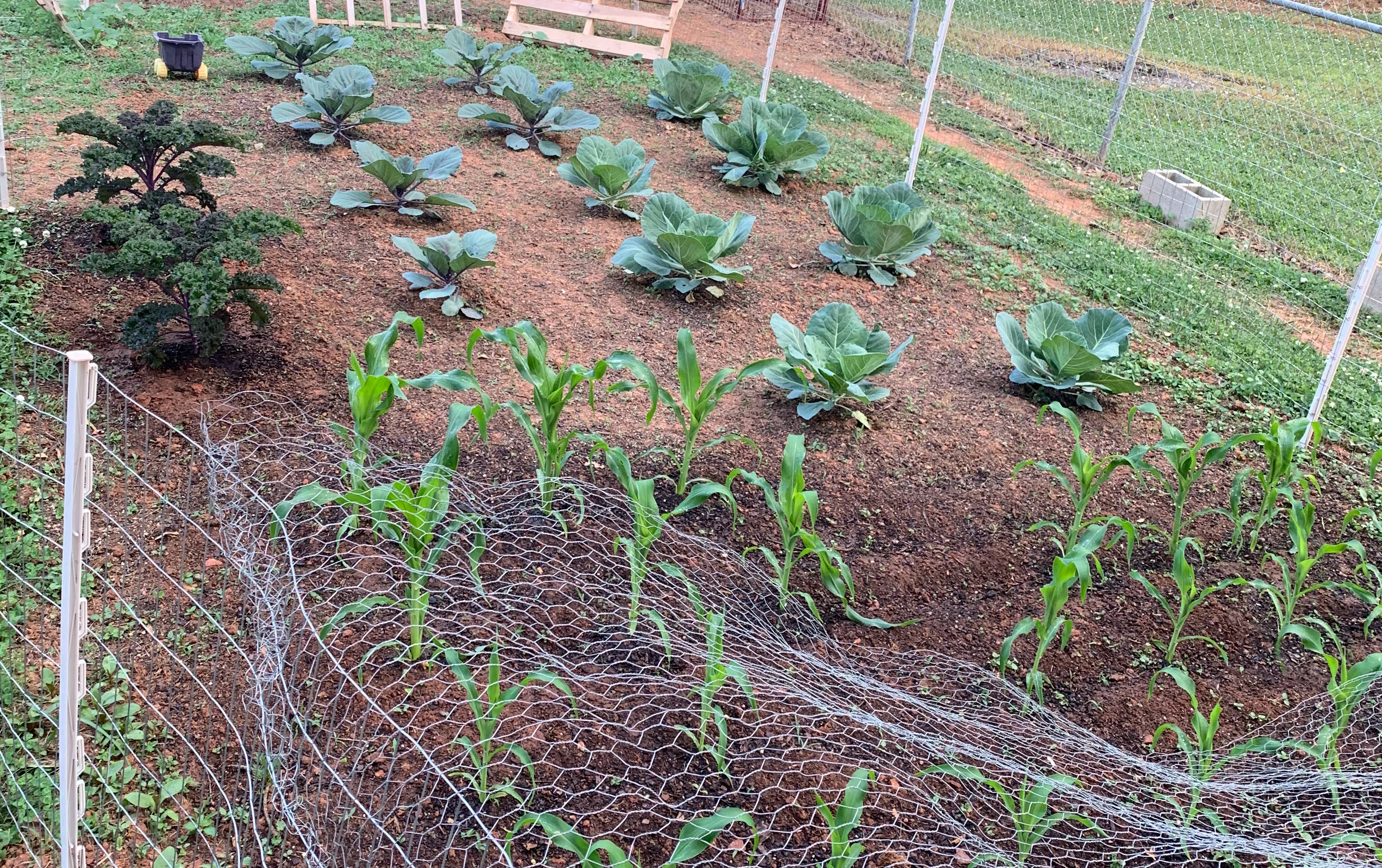 The Best Free Garden Planner of 2023!