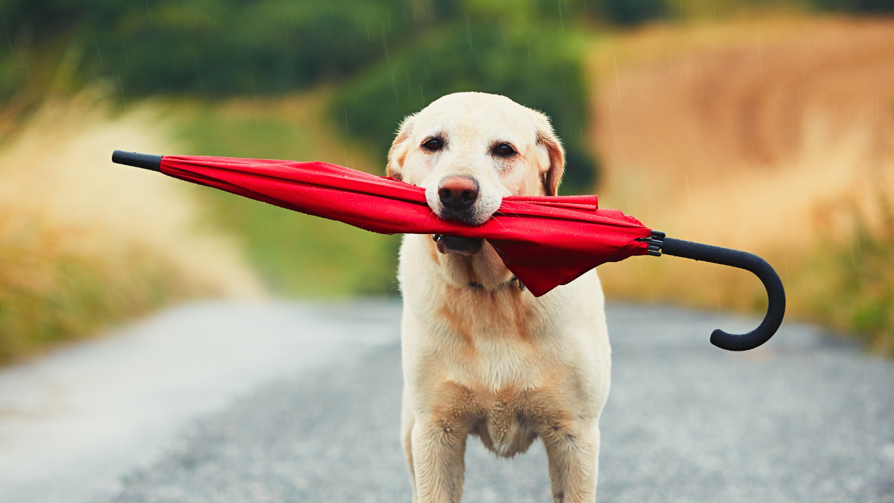 Surviving Dangerous Storms: Prepping Your Pets for Bad Weather